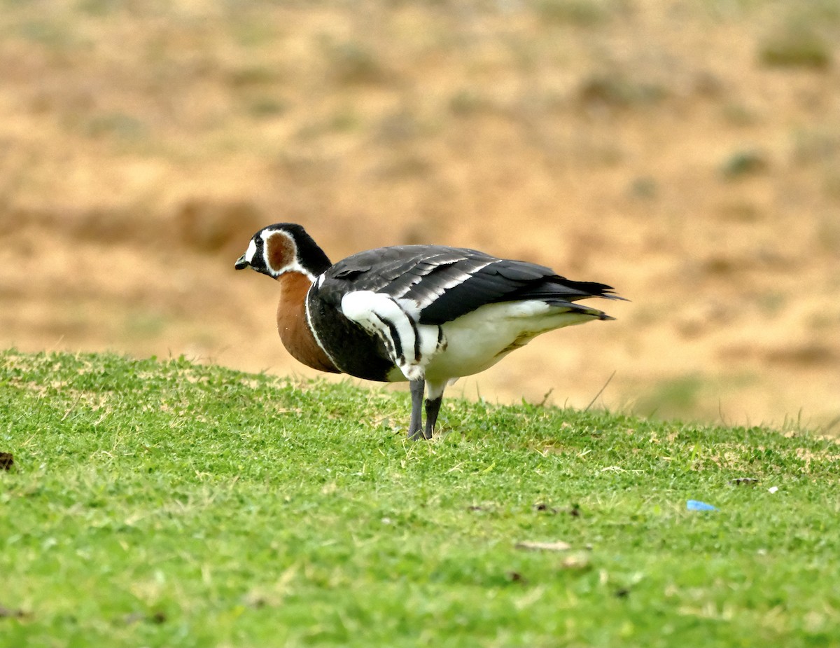 Red-breasted Goose - Turgay Şardağ