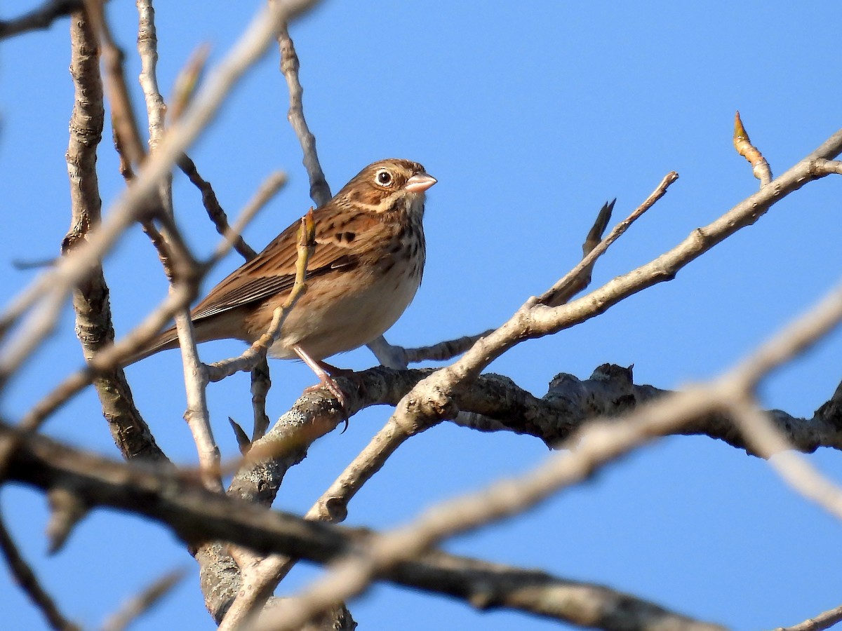 Vesper Sparrow - ML613419256