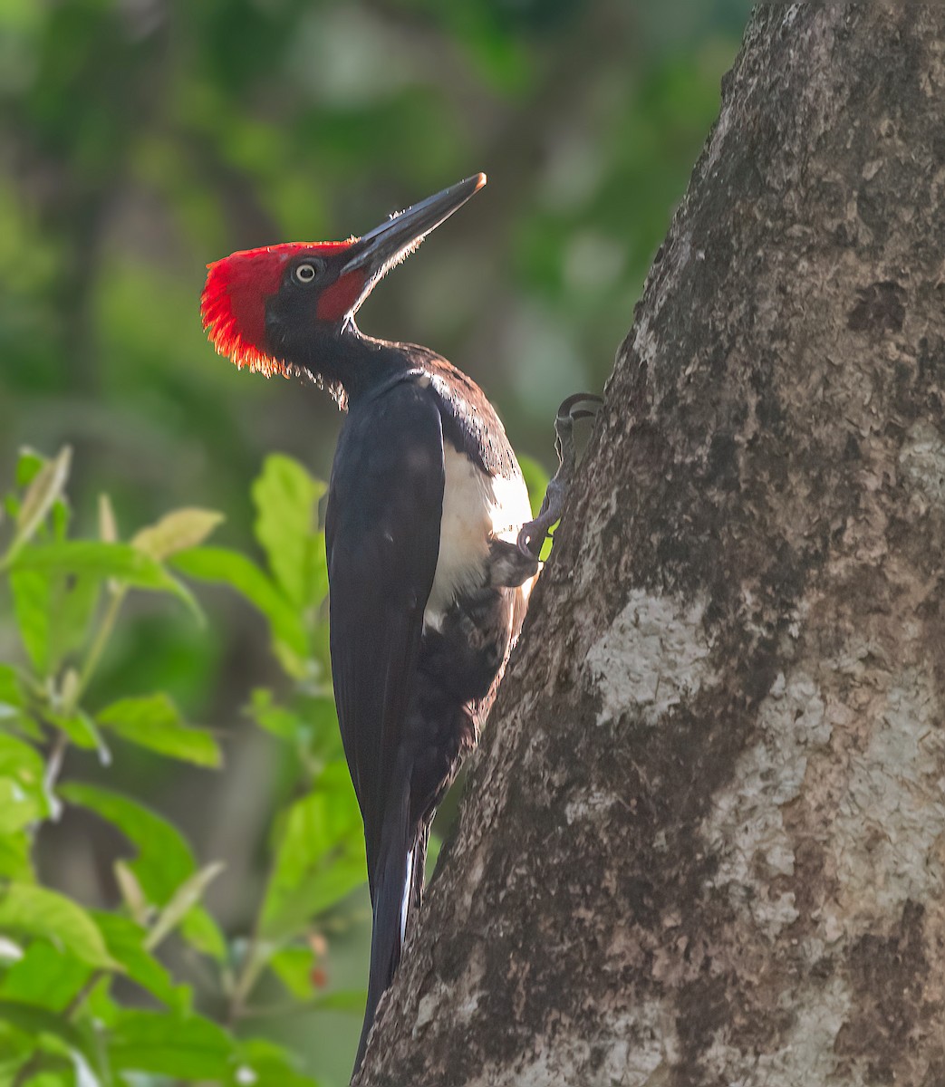 White-bellied Woodpecker - ML613419520