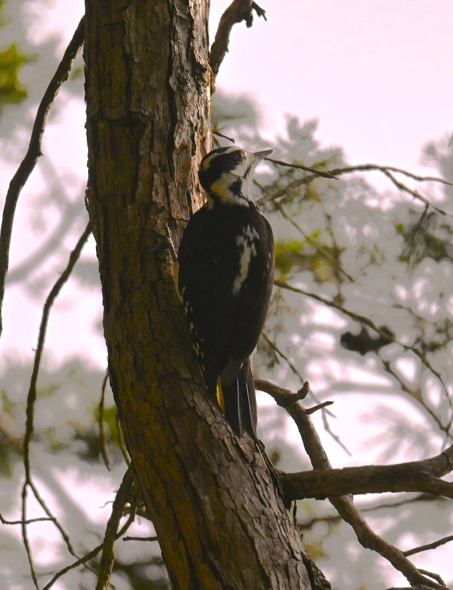 Hairy Woodpecker (Pacific) - ML613419541