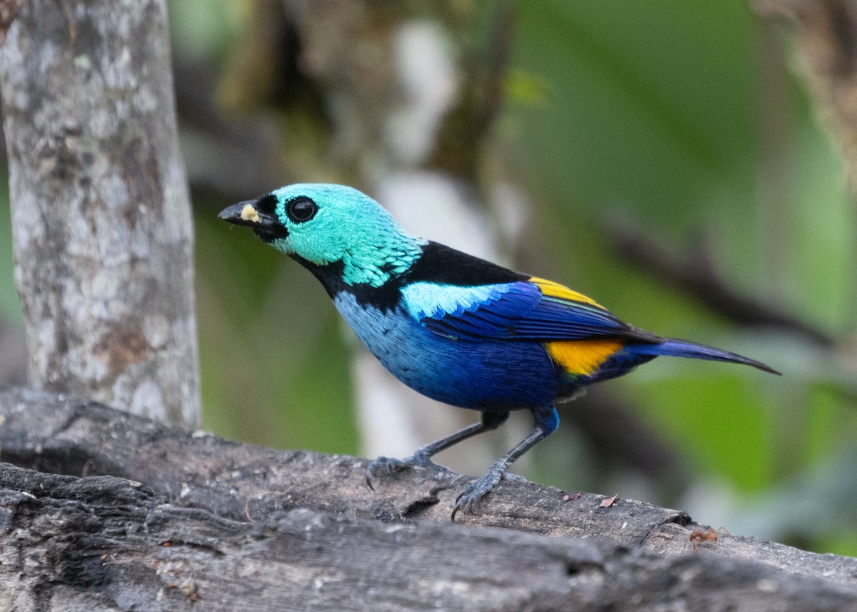 Seven-colored Tanager - ML613419743