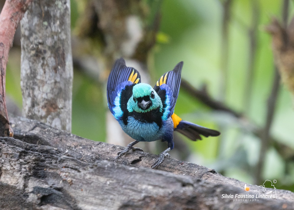 Seven-colored Tanager - ML613419744