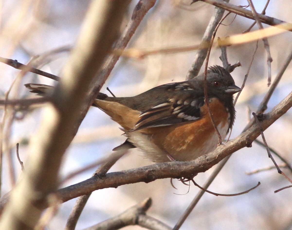 Spotted Towhee - ML613419803