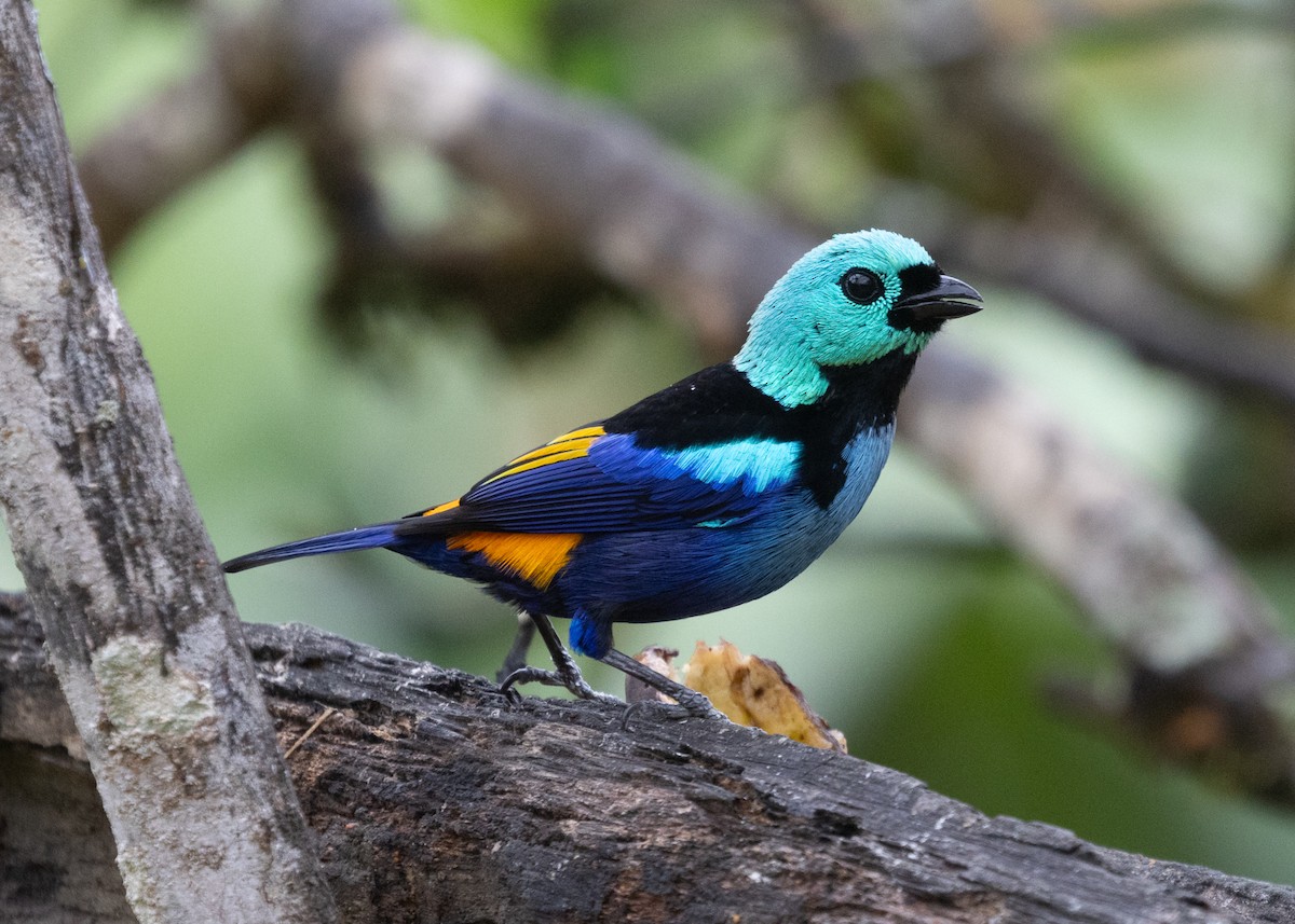 Seven-colored Tanager - ML613419818