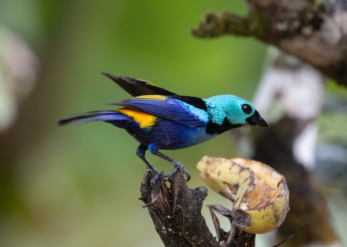 Seven-colored Tanager - ML613419832