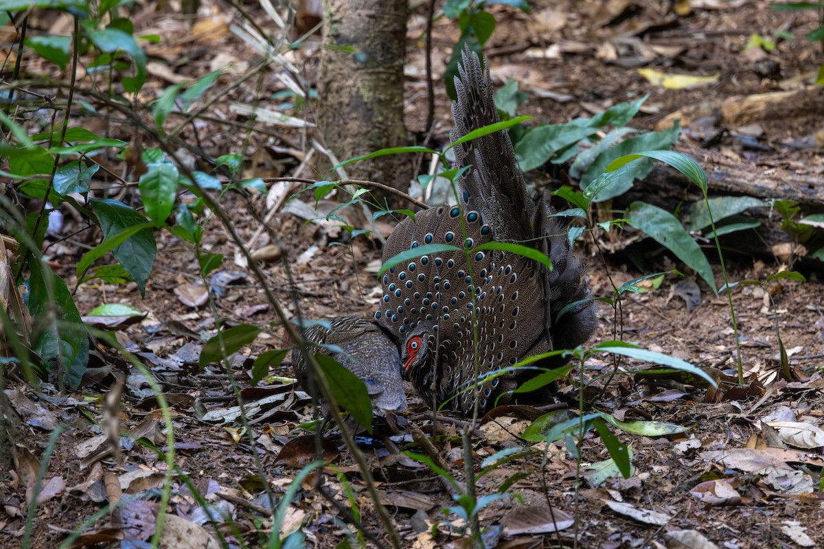 Hainan Peacock-Pheasant - ML613419978