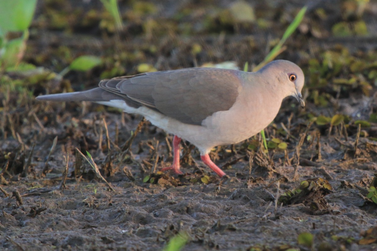 White-tipped Dove (brasiliensis Group) - ML613420091