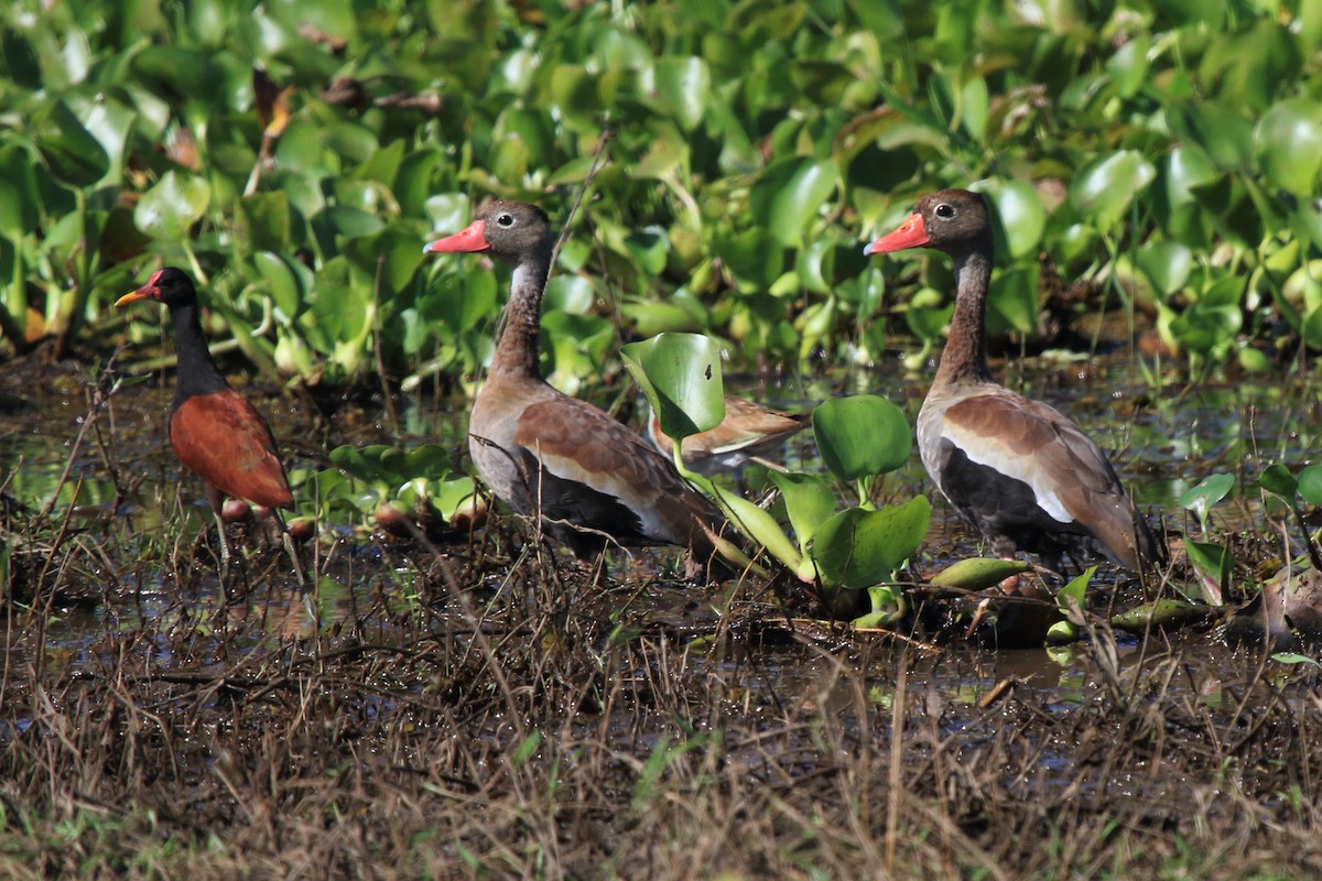 Black-bellied Whistling-Duck (autumnalis) - ML613420144
