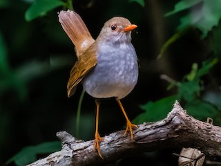 成鳥 (Brown-headed) - Jim Merritt - ML613420223