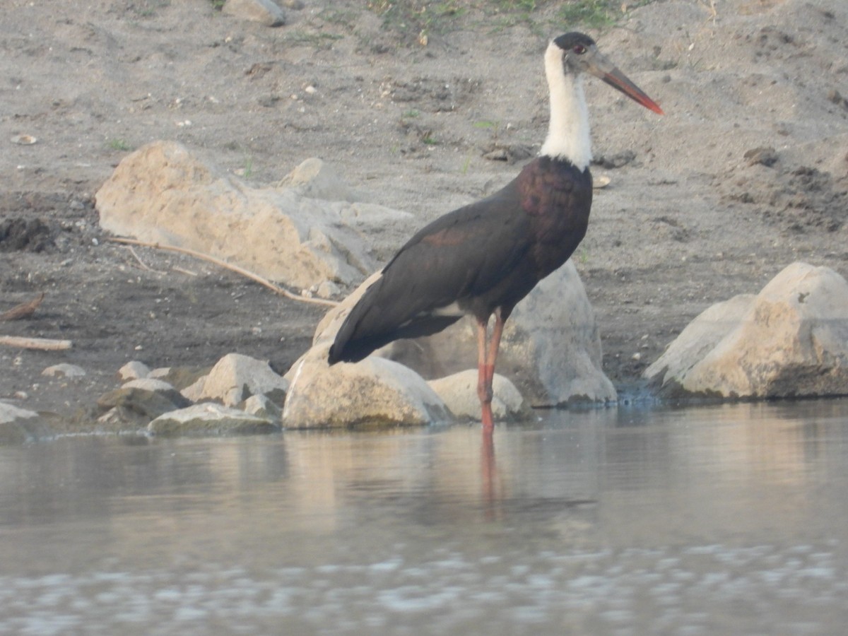 Asian Woolly-necked Stork - ML613420339