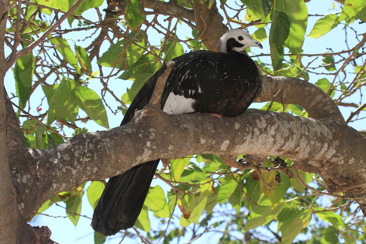 White-throated Piping-Guan - ML613420414