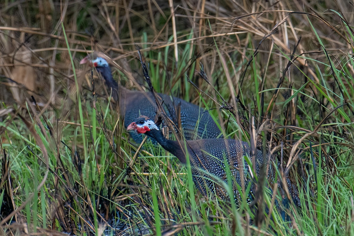 Helmeted Guineafowl (West African) - ML613420465