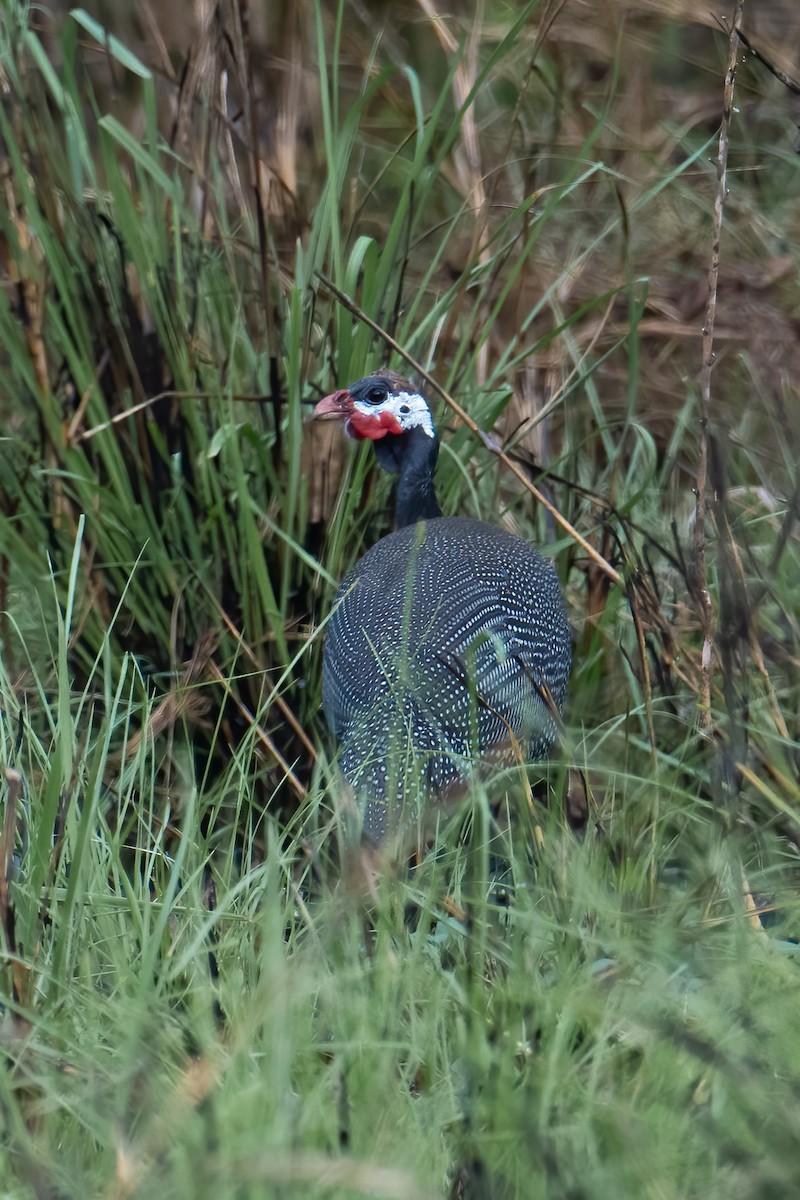 Helmeted Guineafowl (West African) - ML613420466