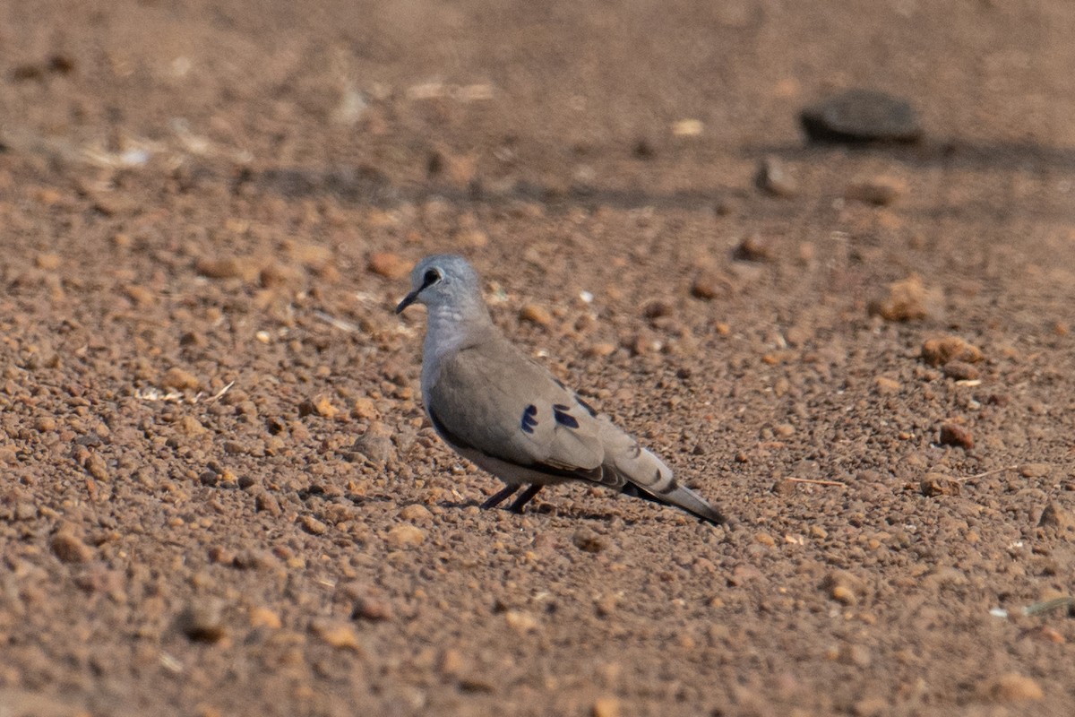 Blue-spotted Wood-Dove - ML613420473
