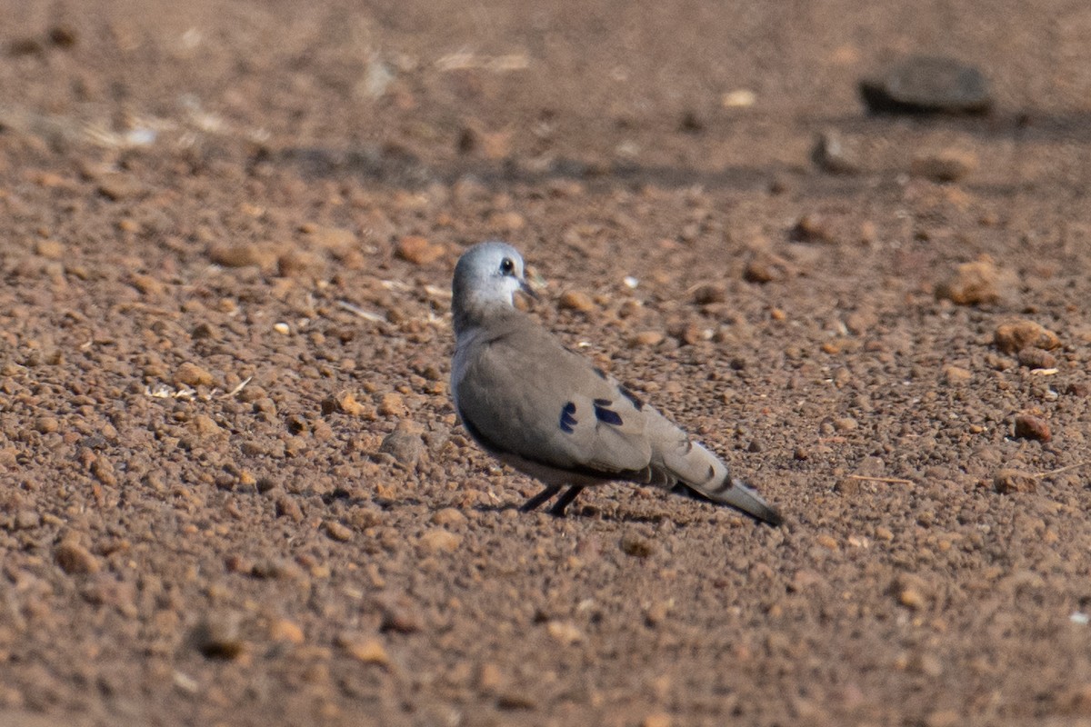 Blue-spotted Wood-Dove - ML613420474
