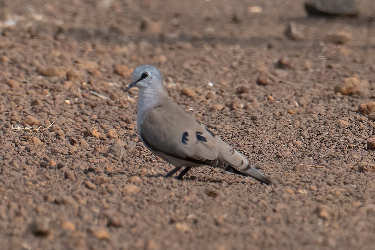 Blue-spotted Wood-Dove - ML613420475