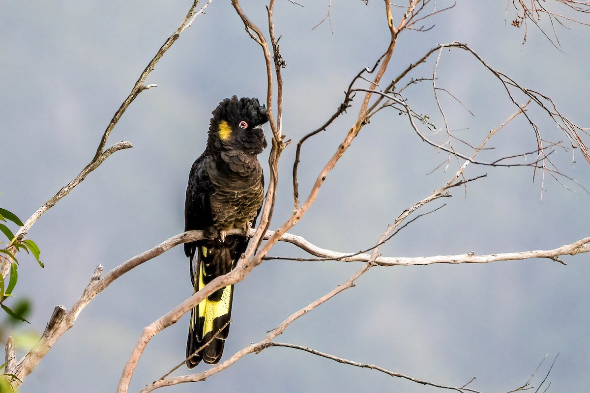 Yellow-tailed Black-Cockatoo - ML613420501