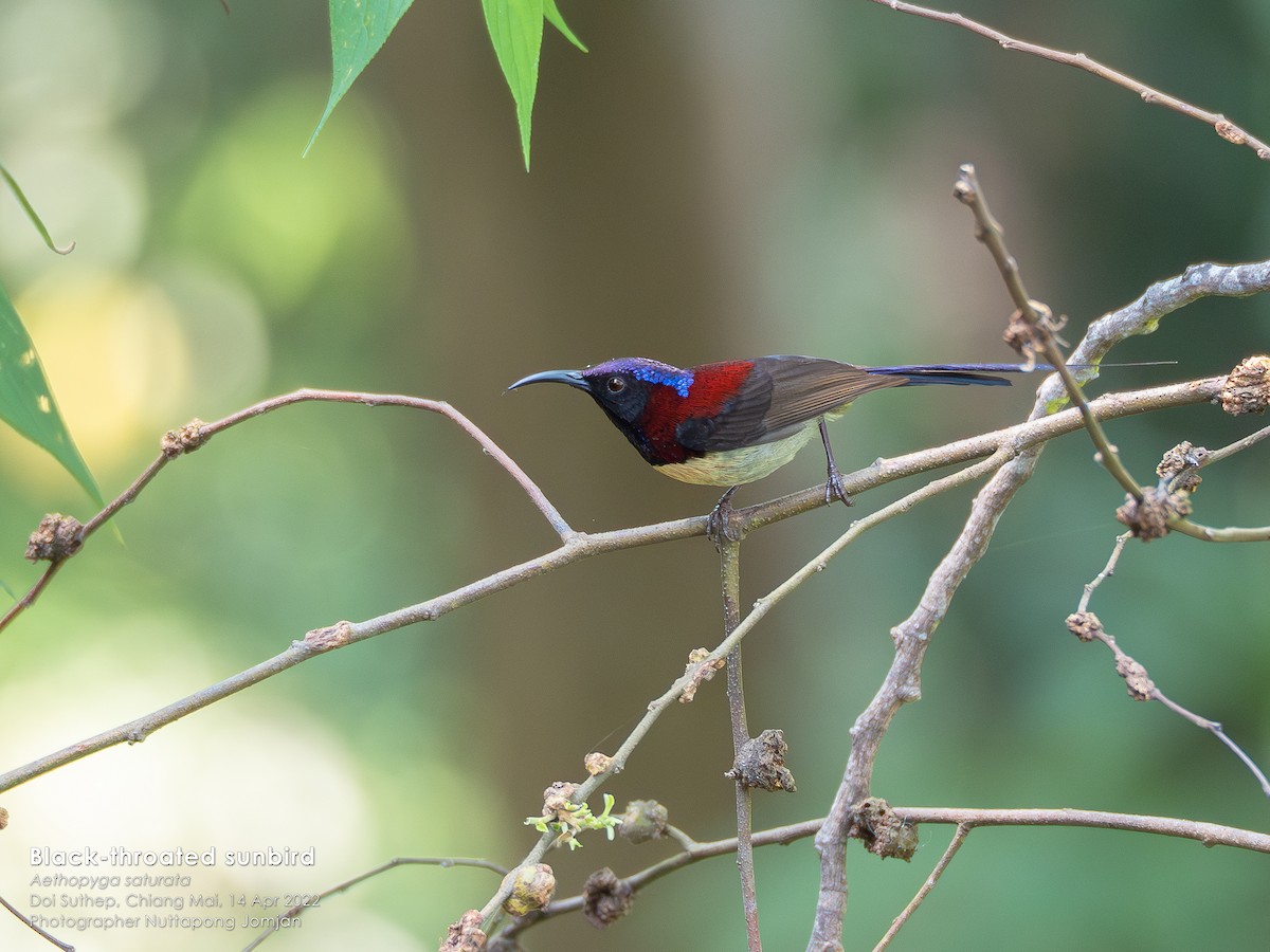 Black-throated Sunbird - Nuttapong Jomjan