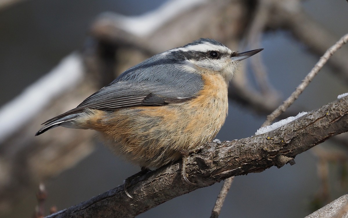 Red-breasted Nuthatch - ML613420755