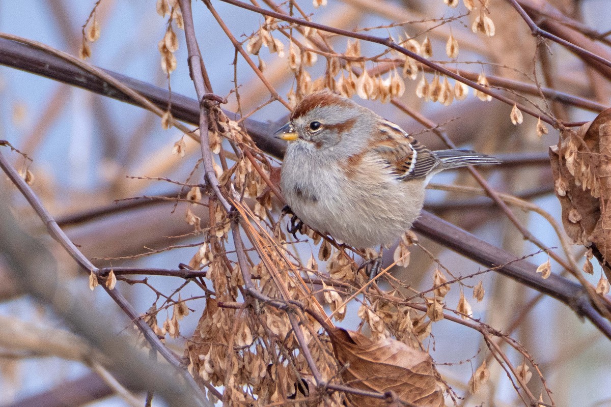 American Tree Sparrow - ML613420983