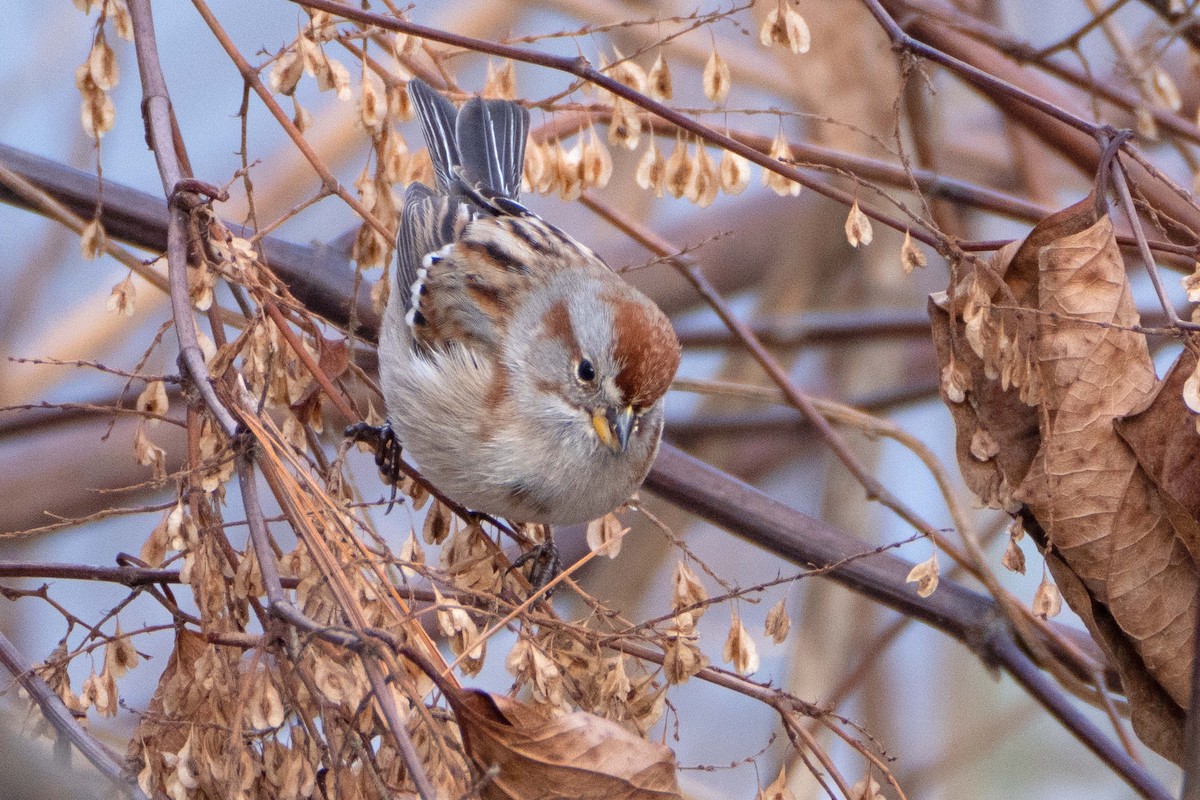 American Tree Sparrow - ML613421001