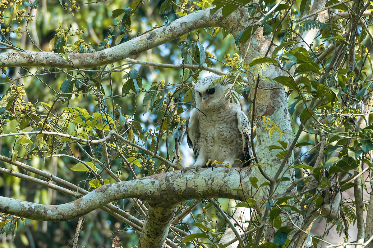 Spot-bellied Eagle-Owl - ML613421006