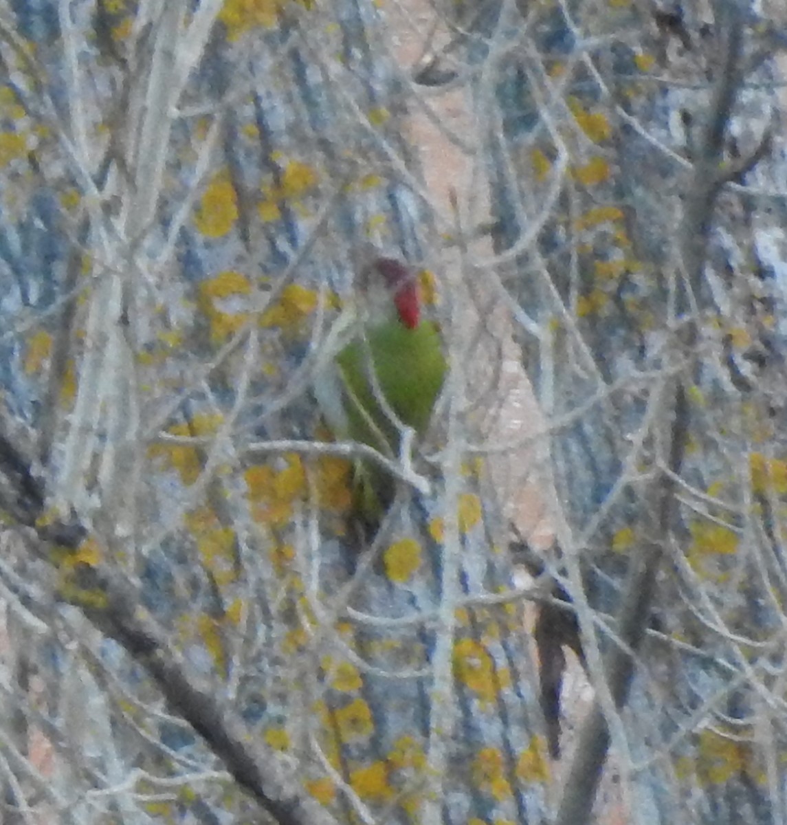 Iberian Green Woodpecker - ML613421027