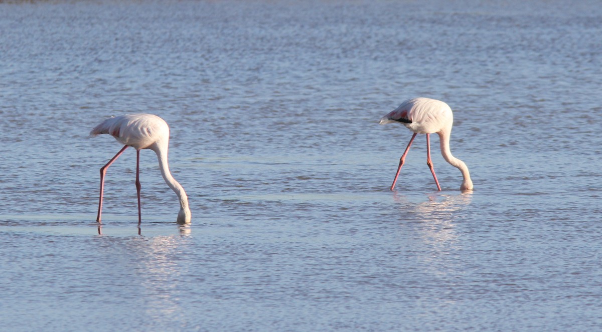 Greater Flamingo - ML613421453