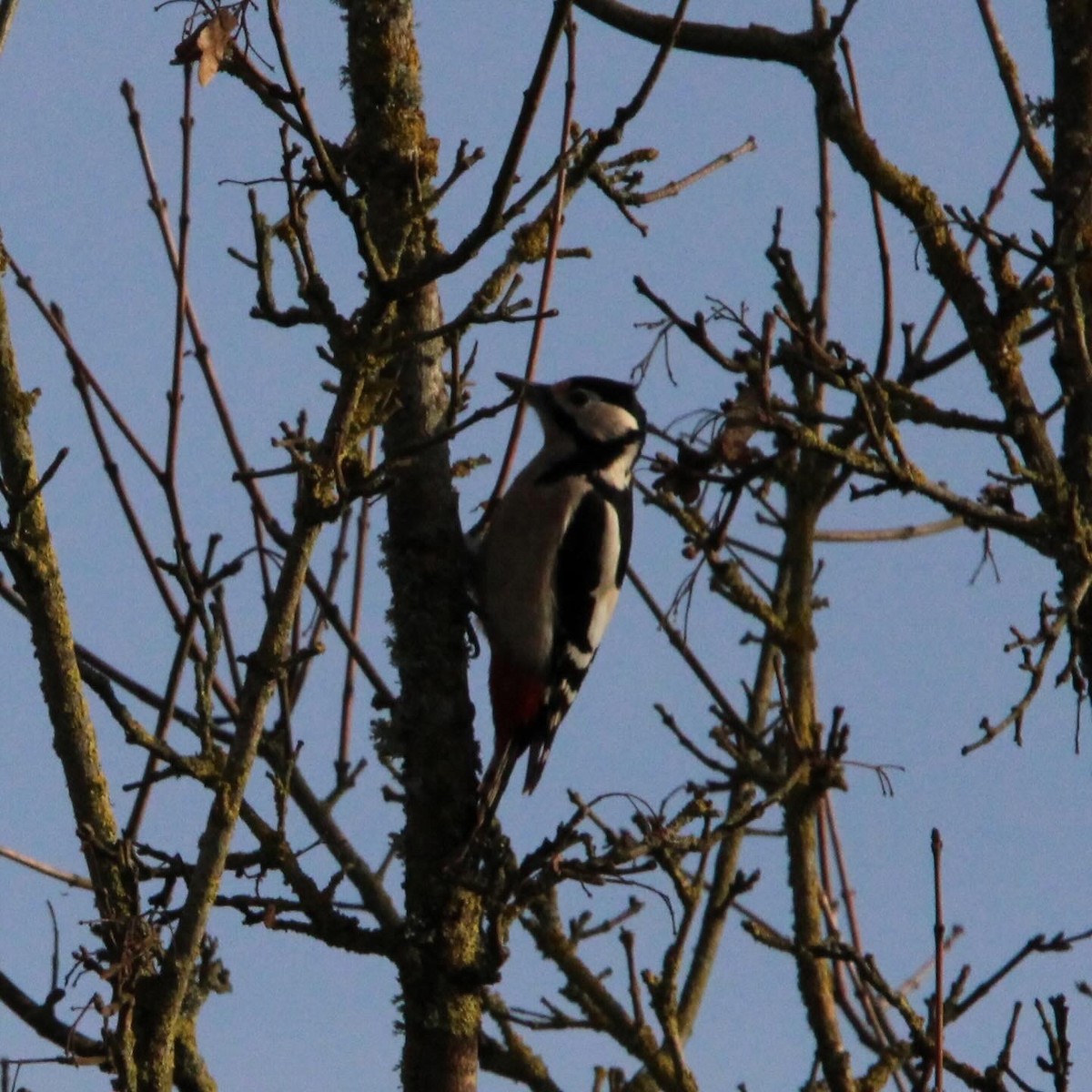 Great Spotted Woodpecker - ML613421509