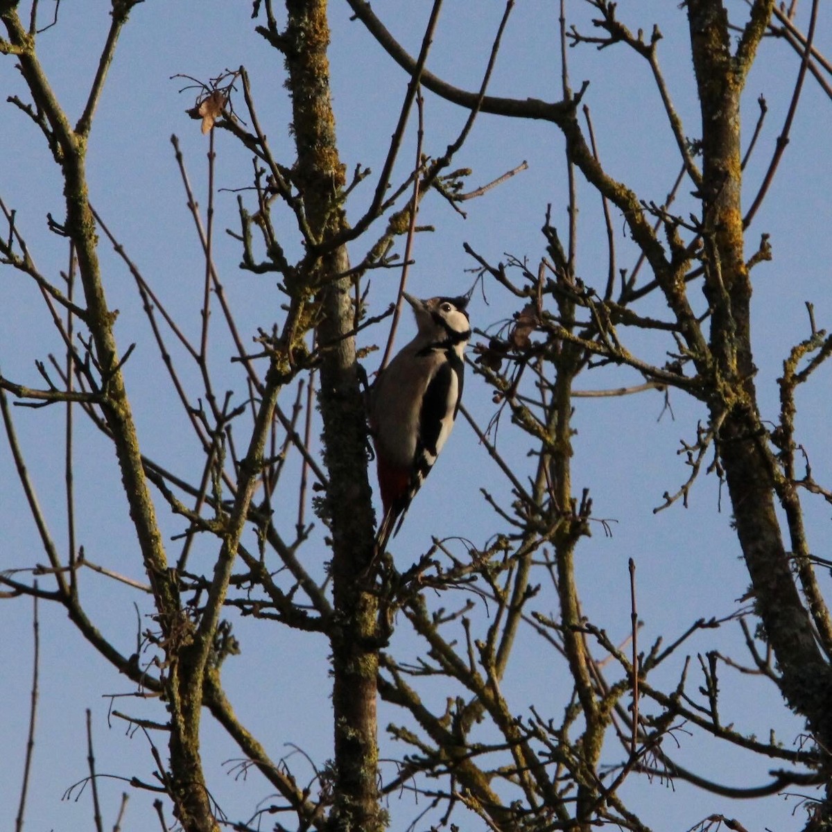 Great Spotted Woodpecker - ML613421511