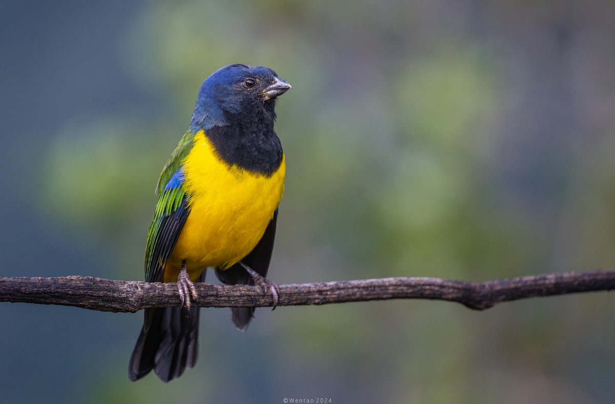 Black-chested Mountain Tanager - ML613421589