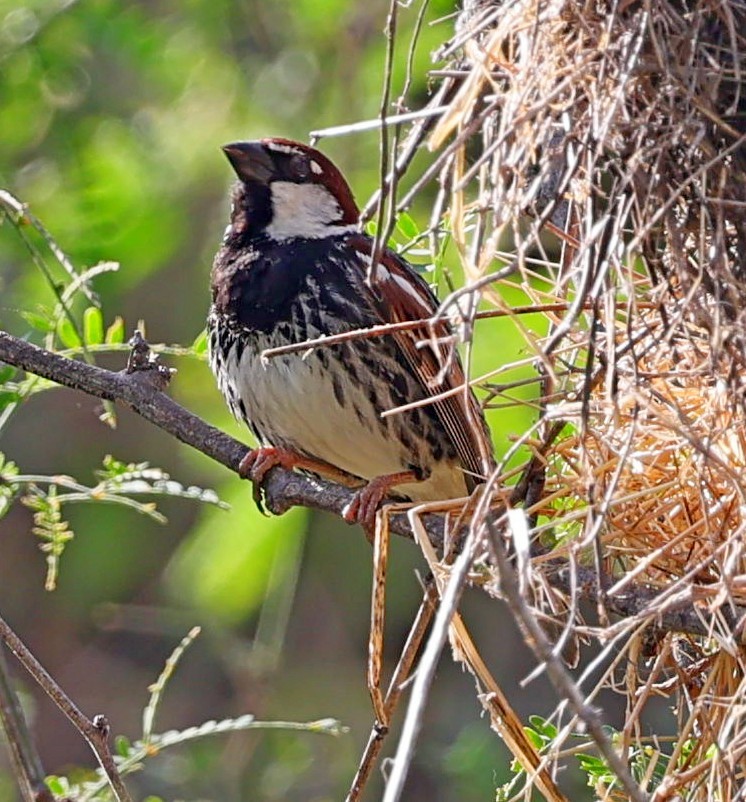 Cape Verde Sparrow - ML613421864