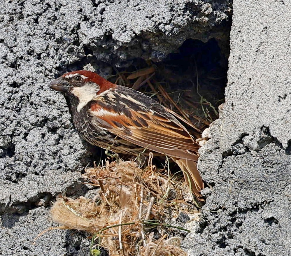 Cape Verde Sparrow - ML613421867