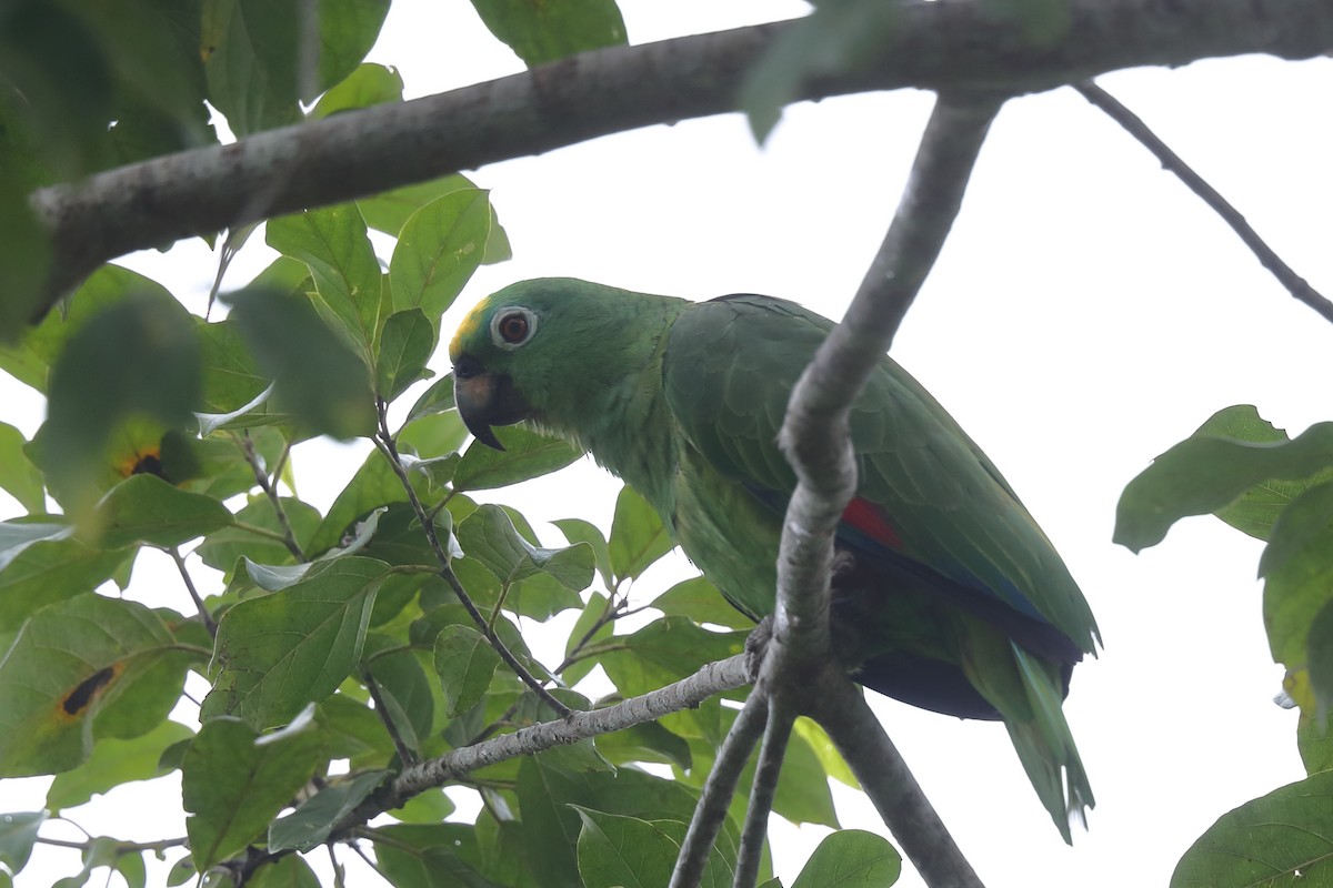 Yellow-crowned Parrot - ML613421923