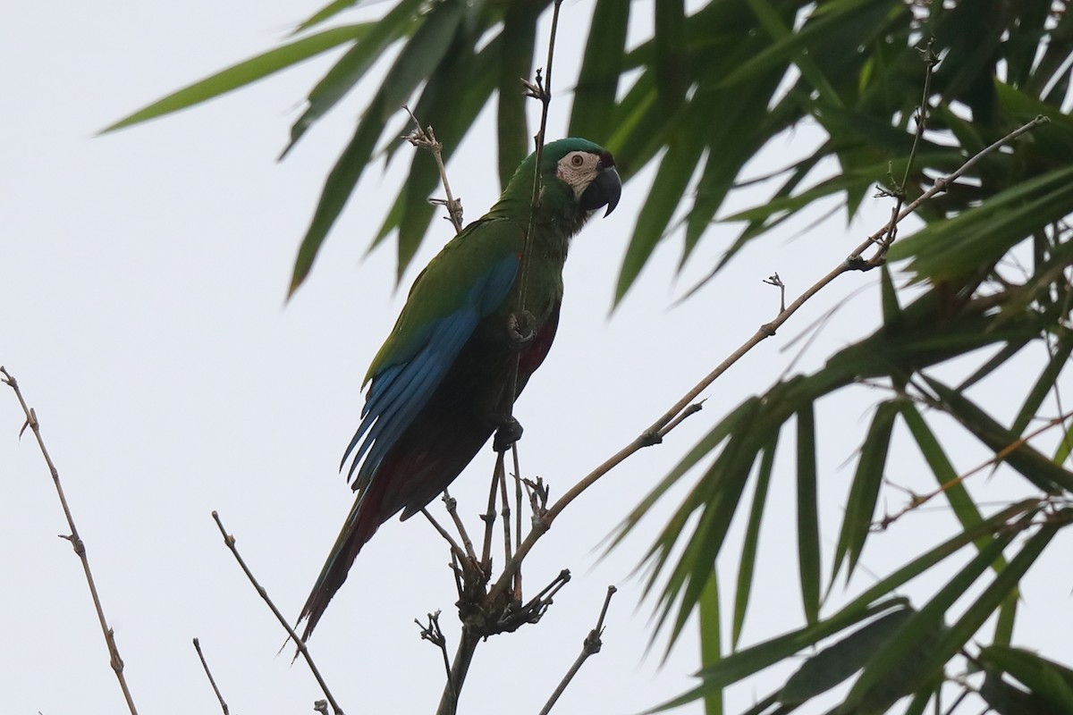 Chestnut-fronted Macaw - ML613421937