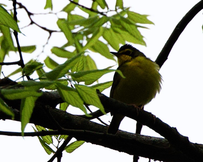 Kentucky Warbler - Rob O'Donnell