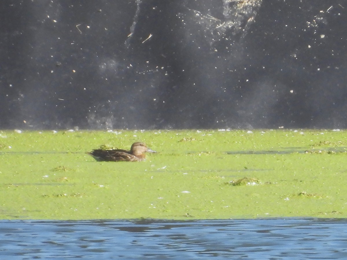Green-winged Teal - ML613421968