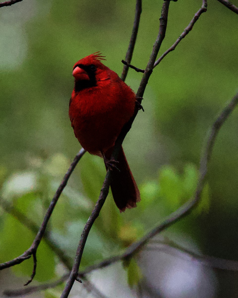 Cardinal rouge - ML613422000