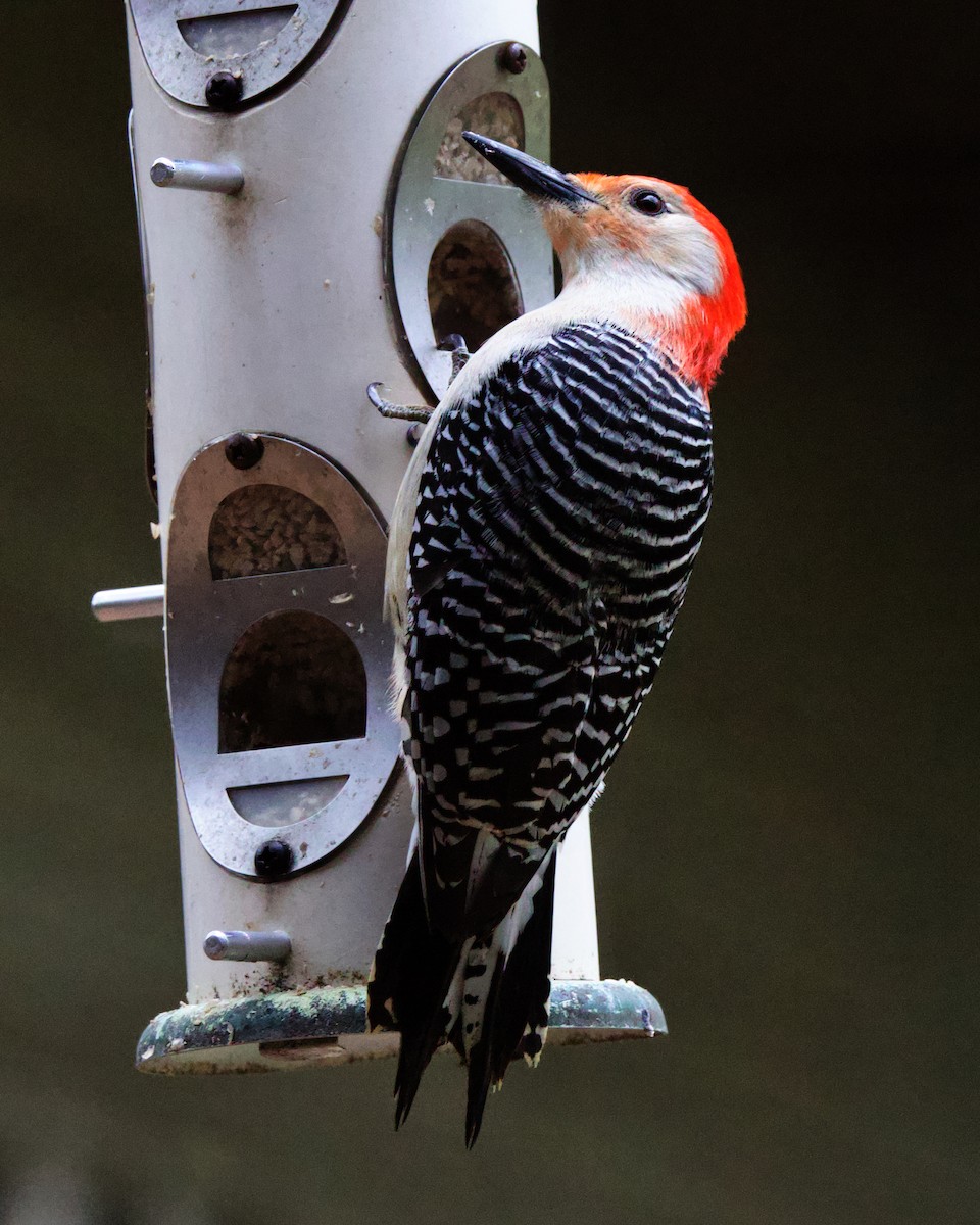 Red-bellied Woodpecker - Rob O'Donnell