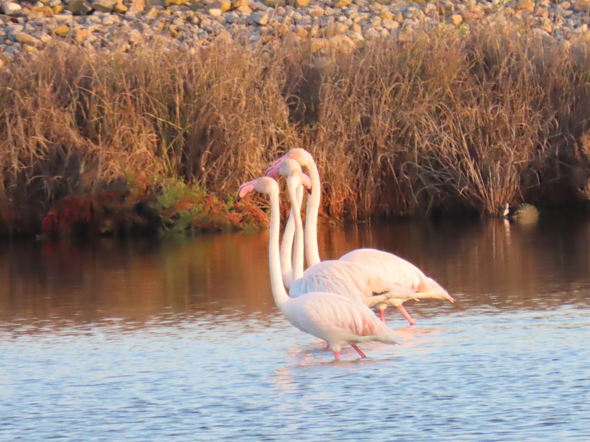 Greater Flamingo - ML613422559