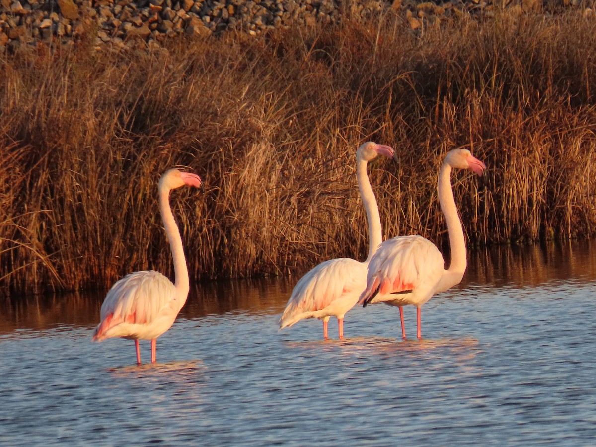Greater Flamingo - ML613422560