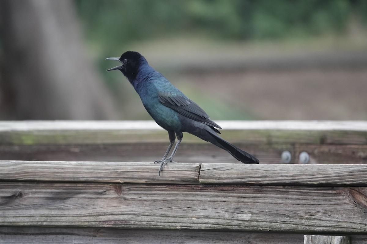 Boat-tailed Grackle - ML613422656