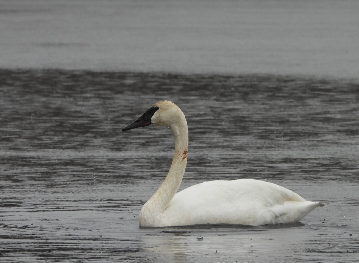 eBird Checklist - 12 Jan 2024 - Prairie Oaks Metro Park--Darby Bend ...