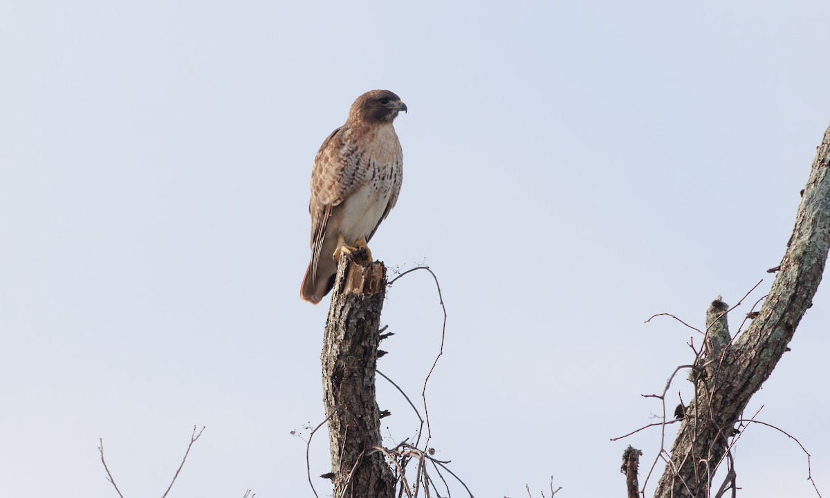 Red-tailed Hawk (umbrinus) - Steve Kelling
