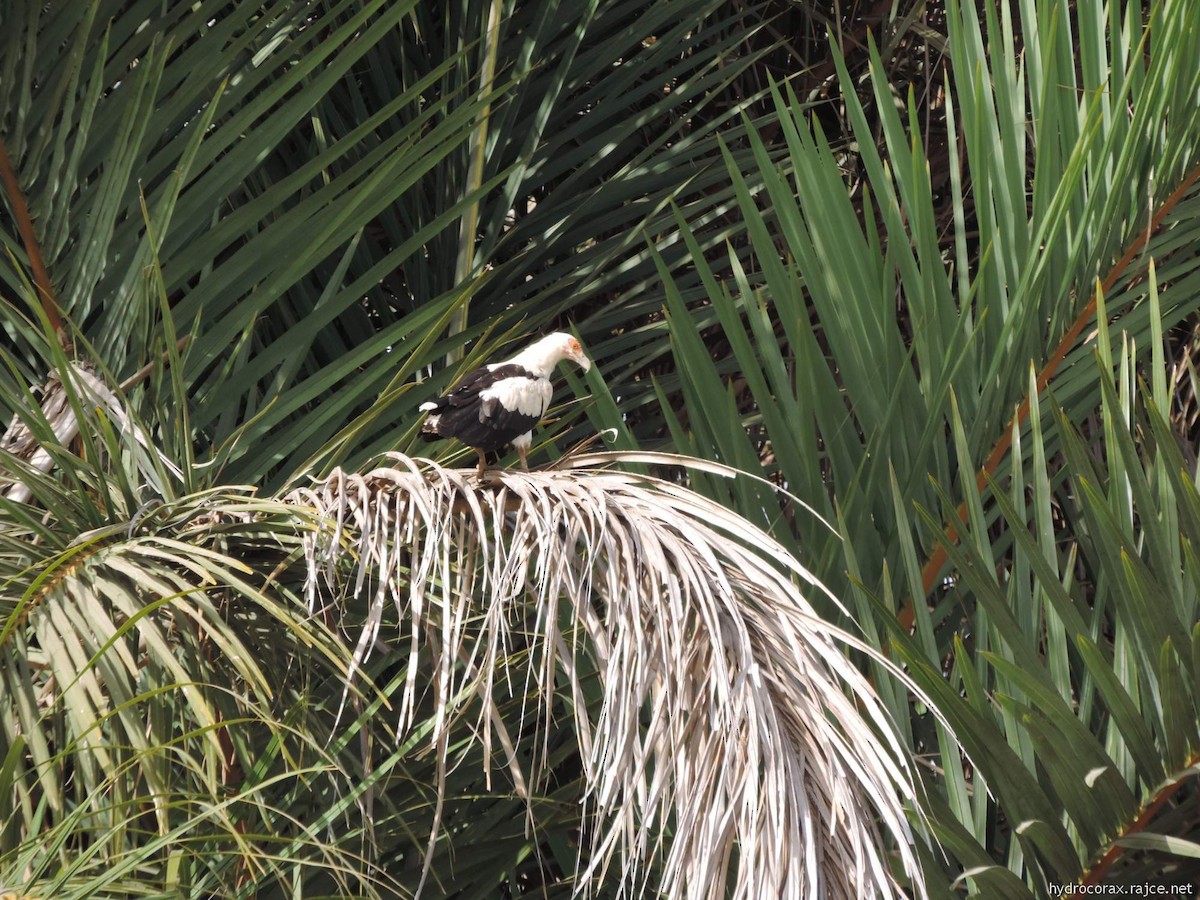 Palm-nut Vulture - ML613423524