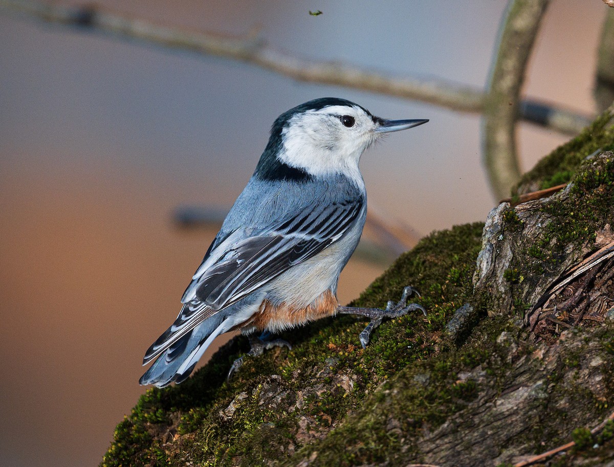 White-breasted Nuthatch - ML613423658