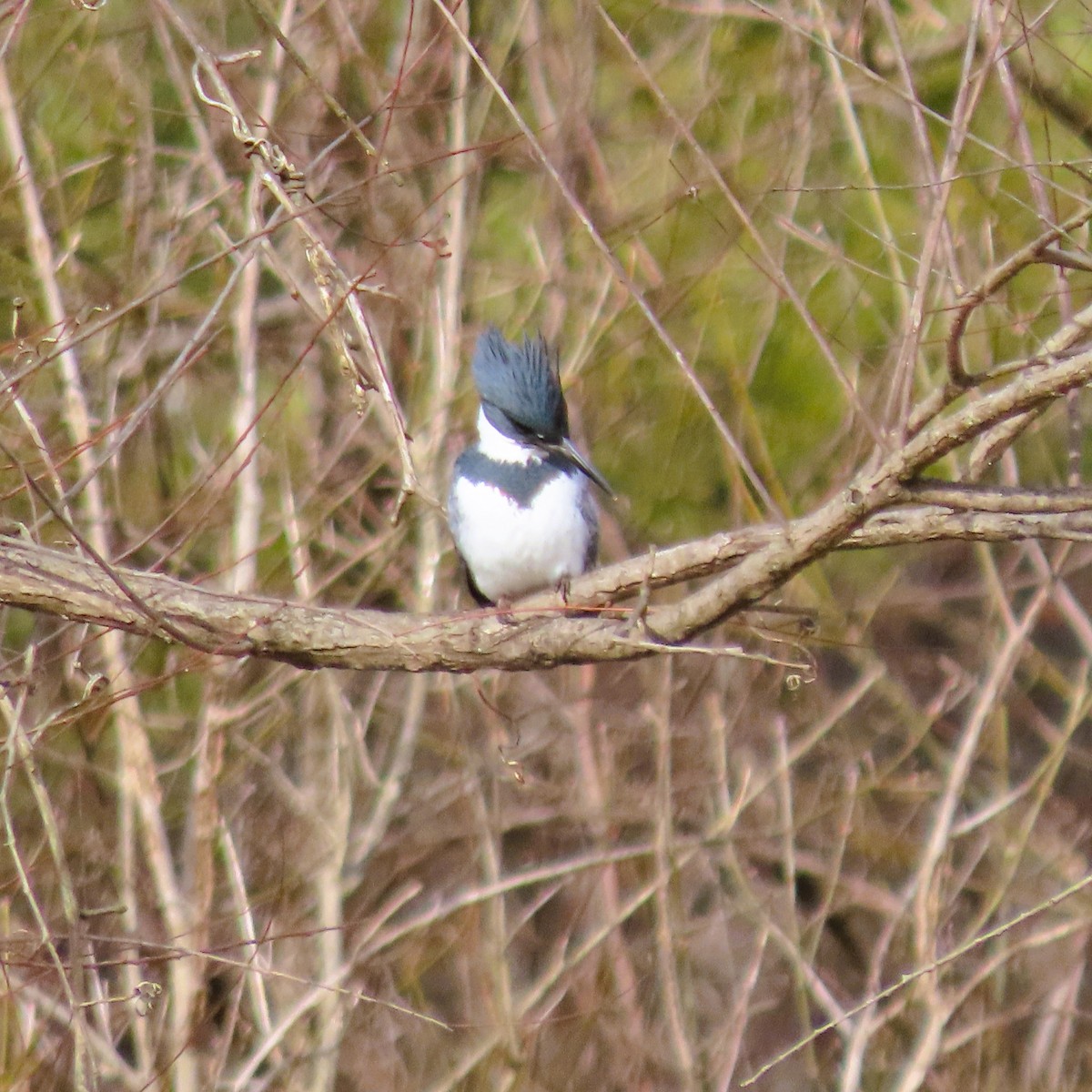 Belted Kingfisher - ML613423760