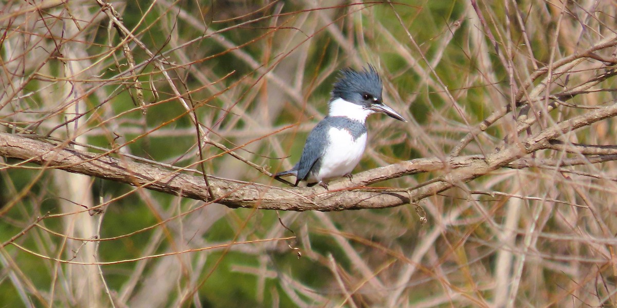 Belted Kingfisher - ML613423762