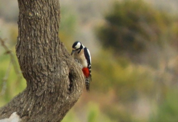 Great Spotted Woodpecker - Alba Sanjuán