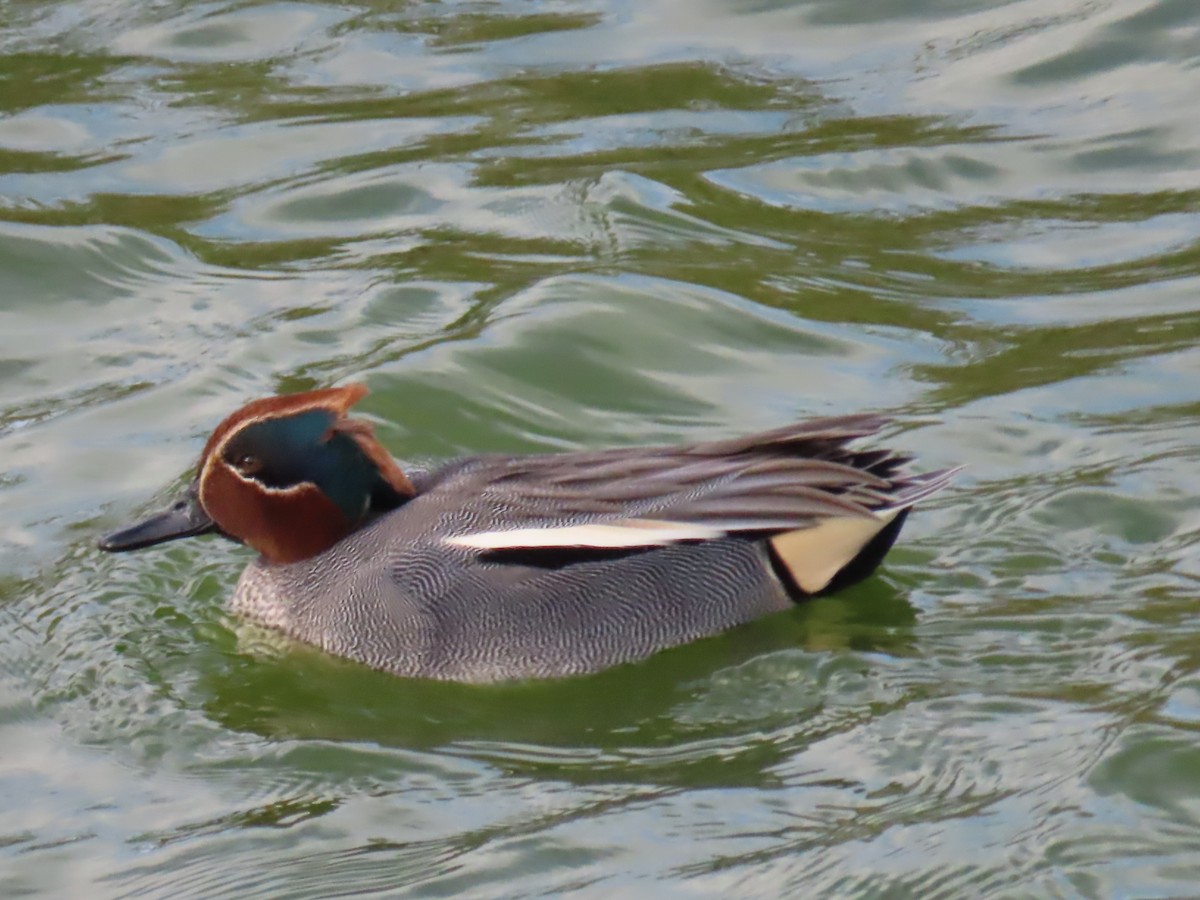Green-winged Teal - ML613424098